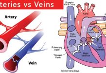 Difference between arteries and veins Difference between arteries and veins