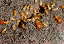 What does termites look like? What does termites look like?